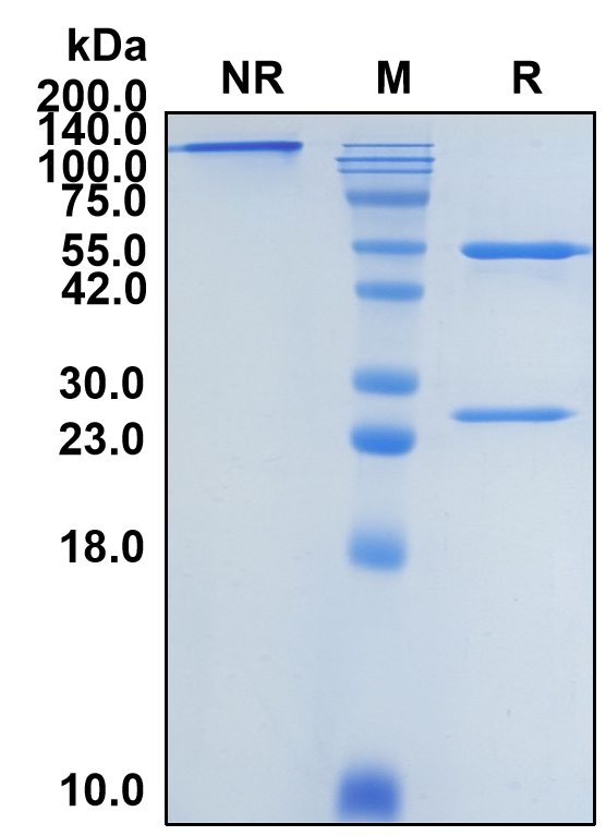 (Conatumumab)Biosimilar Reference Antibody(TNFRSF10B/CD262/DR5/TRAILR2)
