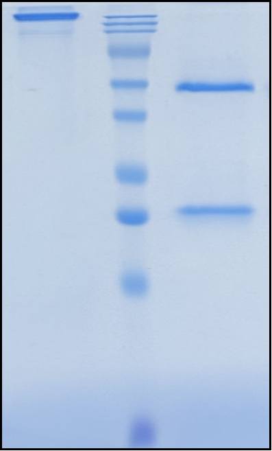 (Concizumab)Biosimilar Reference Antibody(TFPI)