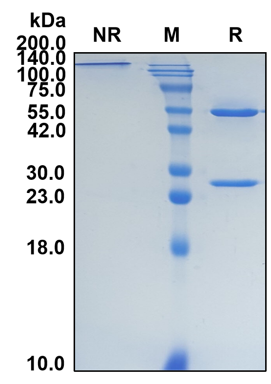 (Coramitug)Biosimilar Reference Antibody(Misfolded TTR)