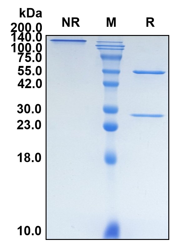 (Cosibelimab)Biosimilar Reference Antibody(PDL1/CD274)