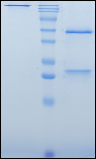 (Crizanlizumab)Biosimilar Reference Antibody(SELP/CD62)