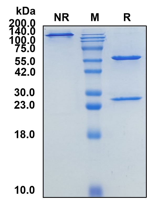 (Crovalimab)Biosimilar Reference Antibody(C5)