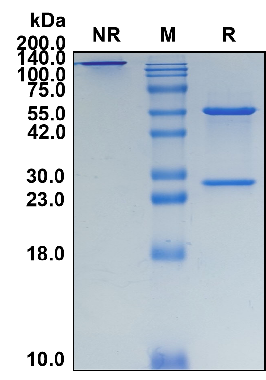 (Dacetuzumab)Biosimilar Reference Antibody(TNFRSF5/CD40)(CAS NO:880486-59-9)