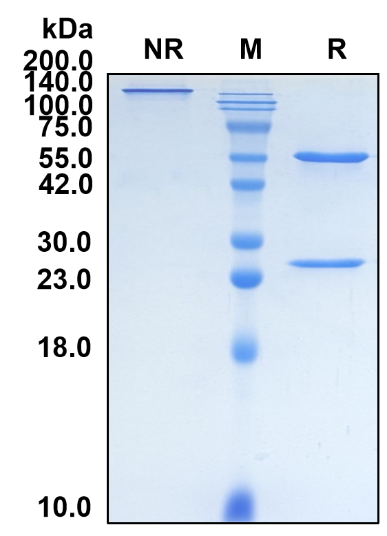 (Daclizumab)Biosimilar Reference Antibody(IL2RA/CD25)