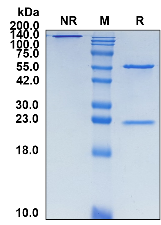 (Danburstotug)Biosimilar Reference Antibody(PDL1/CD274)