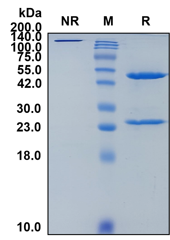 (Daratumumab)Biosimilar Reference Antibody(ADPRC1/CD38)(CAS NO:945721-28-8)
