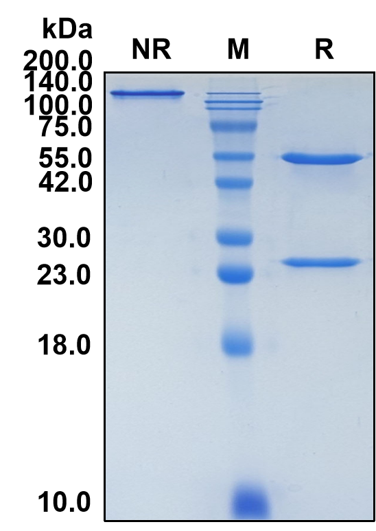 (Dargistotug)Biosimilar Reference Antibody(TIGIT/WUCAM/VSTM3)