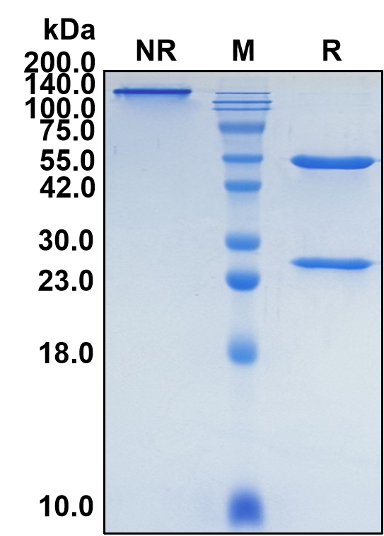 (Datopotamab)Biosimilar Reference Antibody(TACSTD2/TROP2/EGP1)