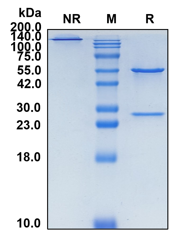 (Daxdilimab)Biosimilar Reference Antibody(LILRA4/CD85g)