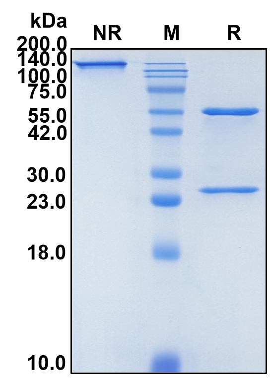 (Delpacibart)Biosimilar Reference Antibody(TFRC/CD71)