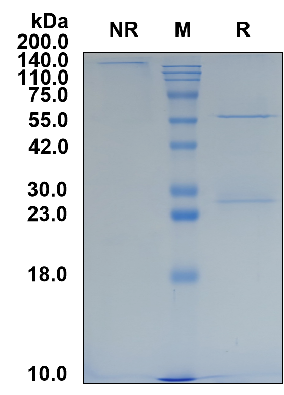 (Demcizumab)Biosimilar Reference Antibody(DLL4)