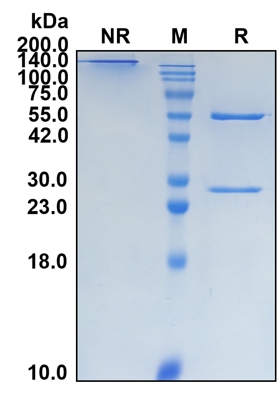 (Derlotuximab)Biosimilar Reference Antibody(DNA/H1 Complex)