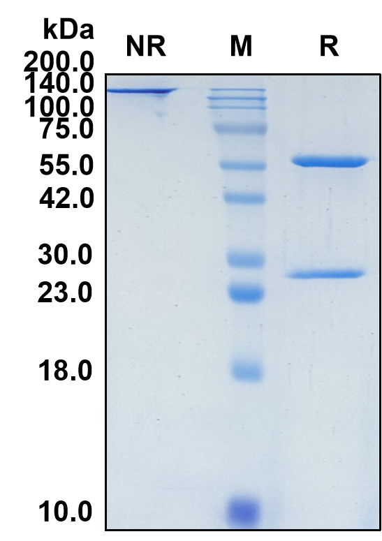 (Dezamizumab)Biosimilar Reference Antibody(APCS/SAP)