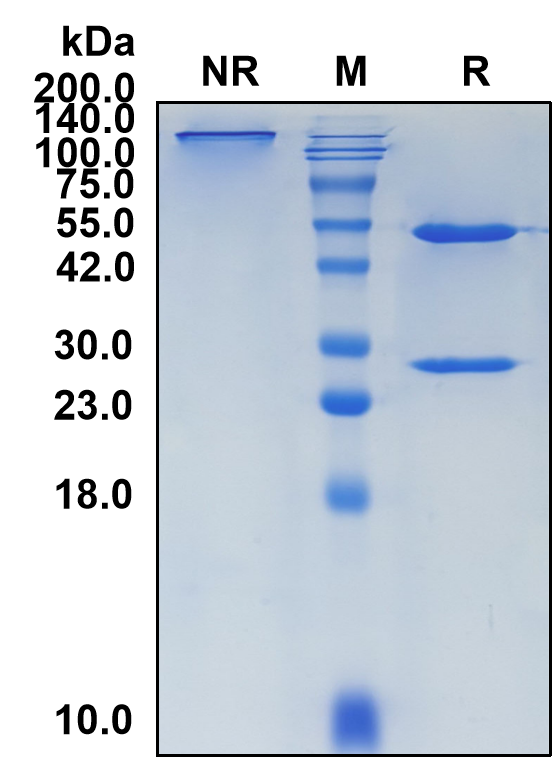 (Dinutuximab)Biosimilar Reference Antibody(Ganglioside GD2)
