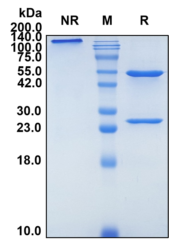 (Disitamab)Biosimilar Reference Antibody(ERBB2/CD340/HER2)