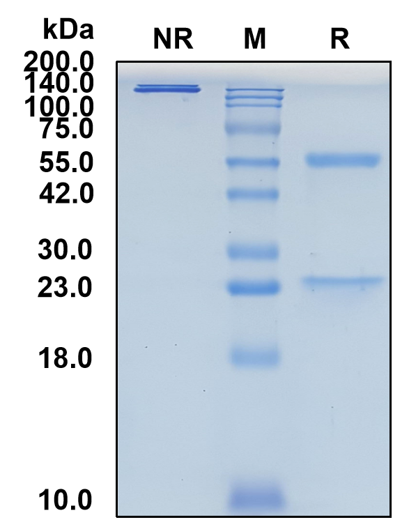 (Docaravimab)Biosimilar Reference Antibody(Rabies Virus Strain ERA Glycoprotein Ectodomain Epitope G-III)(CAS NO:2247196-23-0)