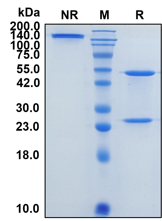 (Domagrozumab)Biosimilar Reference Antibody(MSTN)
