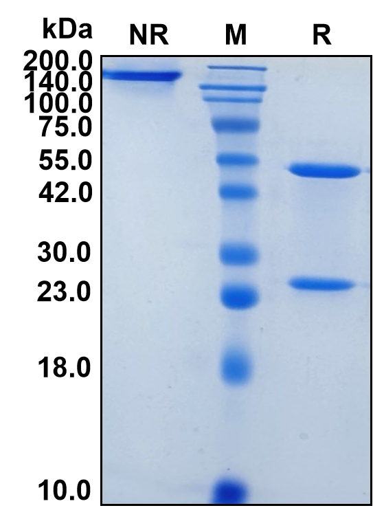 (Domvanalimab)Biosimilar Reference Antibody(TIGIT/WUCAM/VSTM3)
