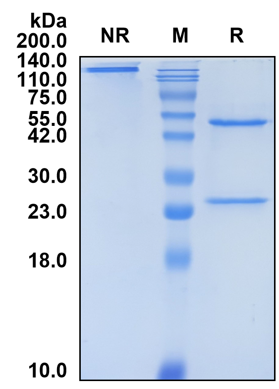 (Dostarlimab)Biosimilar Reference Antibody(PDCD1/CD279/PD1)