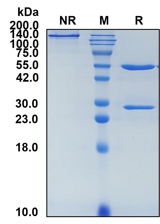 (Dresbuxelimab)Biosimilar Reference Antibody(NT5E/CD73)