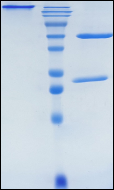 (Durvalumab)Biosimilar Reference Antibody(PDL1/CD274)