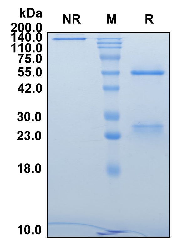(Dusigitumab)Biosimilar Reference Antibody(IGF1 and IGF2)