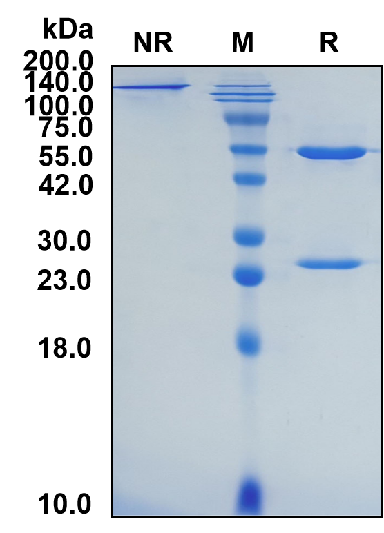 (Duvakitug)Biosimilar Reference Antibody(TNFSF15/TL1A/VEGI)