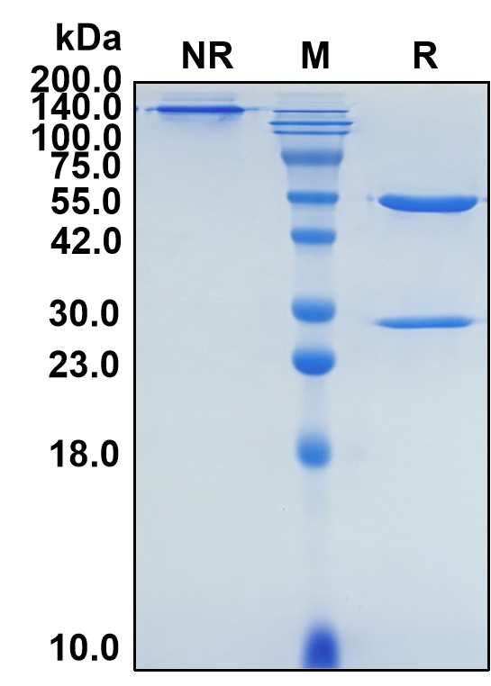 (Ebronucimab)Biosimilar Reference Antibody(PCSK9)