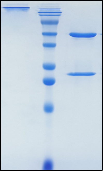 (Ecromeximab)Biosimilar Reference Antibody(GD3 ganglioside)
