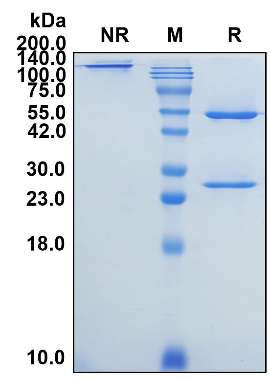 (Efalizumab)Biosimilar Reference Antibody(ITGAL/CD11A/LFA1A)