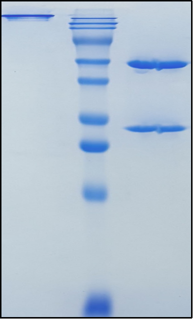 (Eglatoprutug)Biosimilar Reference Antibody(KIT/CD117)