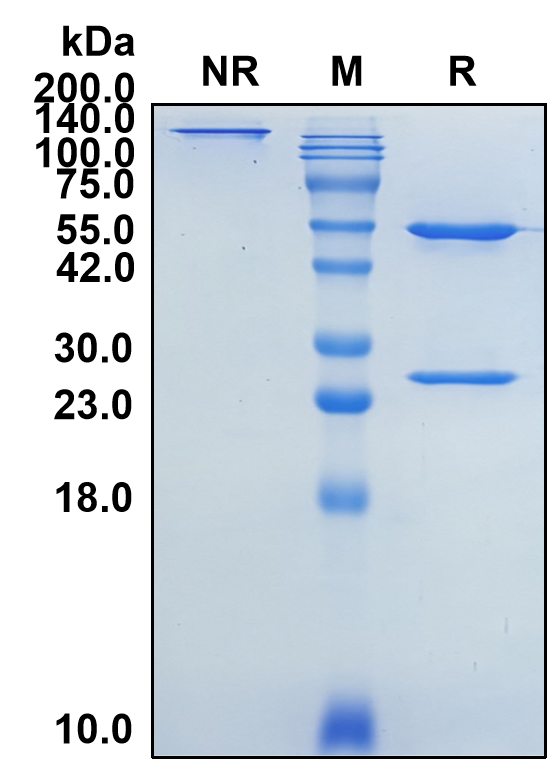 (Eldelumab)Biosimilar Reference Antibody(CXCL10/IP10)
