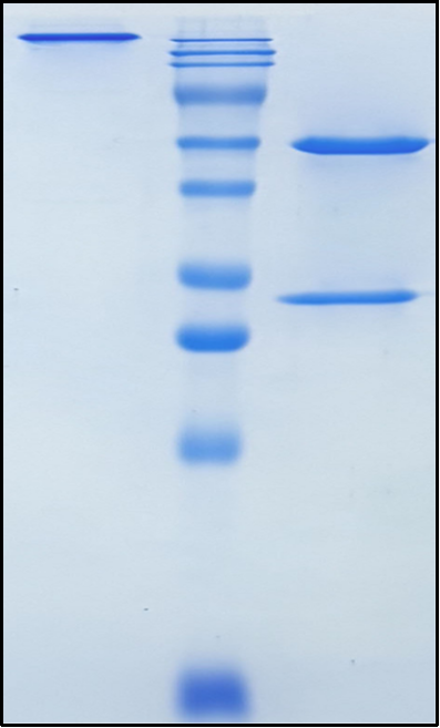 (Elezanumab)Biosimilar Reference Antibody(RGMA)