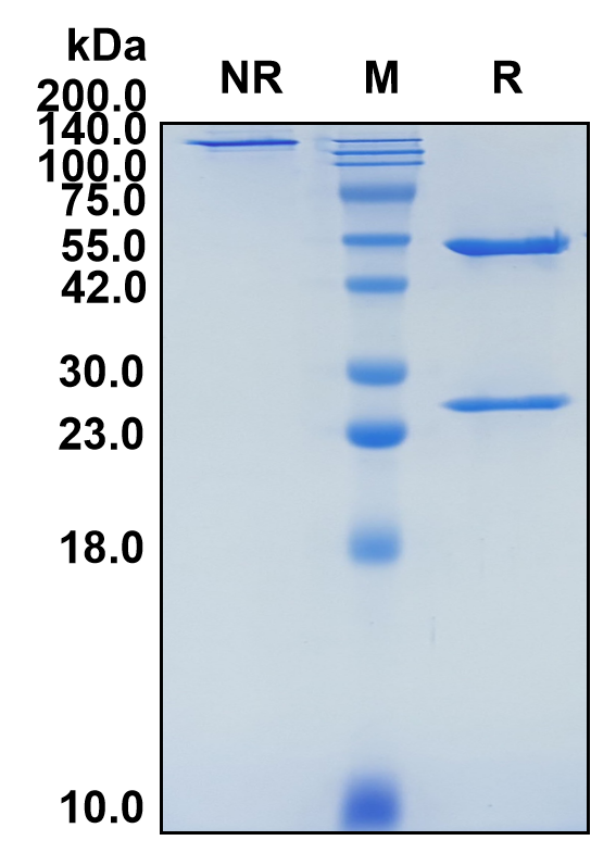 (Elgemtumab)Biosimilar Reference Antibody(ERBB3/HER3)