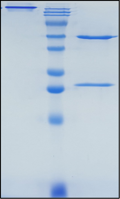(Elipovimab)Biosimilar Reference Antibody(HIV-1 gp120)