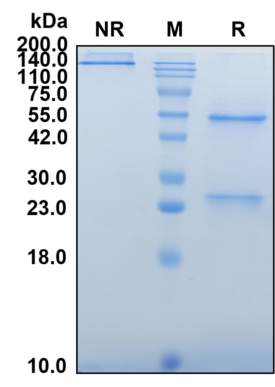 (Eltrekibart)Biosimilar Reference Antibody(CXCL1/CXCL2/CXCL3/CXCL5/CXCL6/CXCL7/CXCL8)