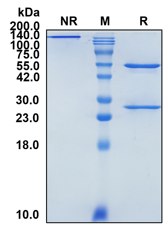 (Empasiprubart)Biosimilar Reference Antibody(C2)