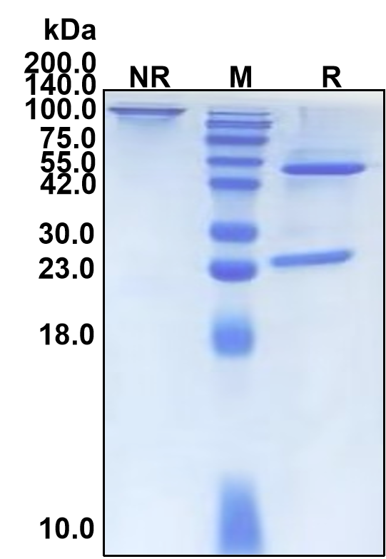 (Enapotamab)Biosimilar Reference Antibody(AXL/UFO)