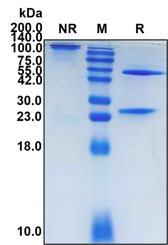 (Enavatuzumab)Biosimilar Reference Antibody(TNFRSF12A/CD266/TWEAKR)