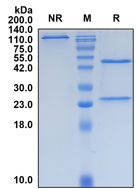(Encelimab)Biosimilar Reference Antibody(LAG3/CD223)