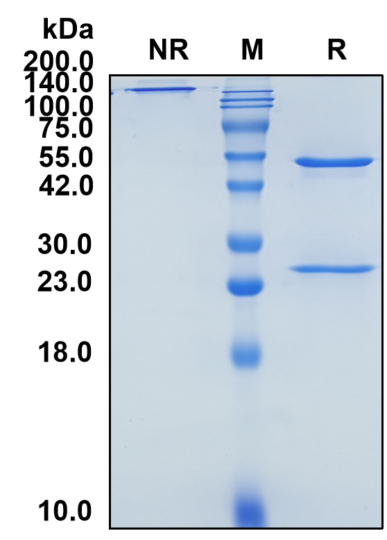 (Enfortumab)Biosimilar Reference Antibody(PVRL4/Nectin-4)