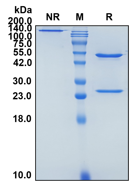 (Englumafusp)Biosimilar Reference Antibody(CD19)