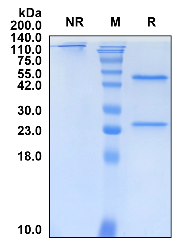 (Enlonstobart)Biosimilar Reference Antibody(PDCD1/CD279/PD1)