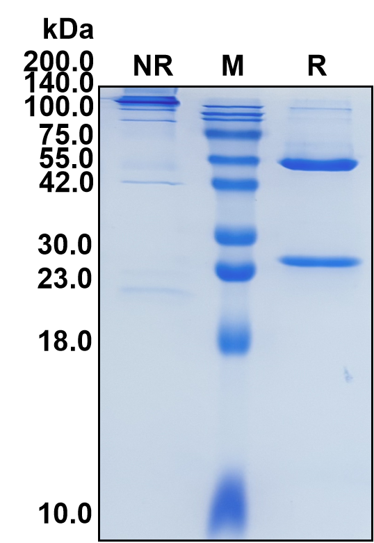 (Enoblituzumab)Biosimilar Reference Antibody(B7H3/CD276)