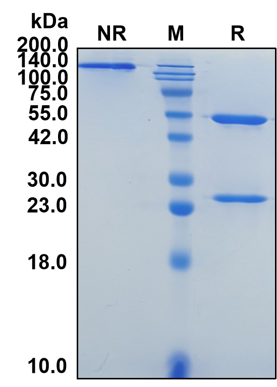 (Epacmarstobart)Biosimilar Reference Antibody(SIRPA)
