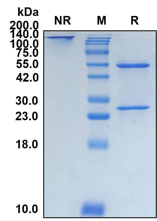 (Epratuzumab)Biosimilar Reference Antibody(SIGLEC2/CD22)