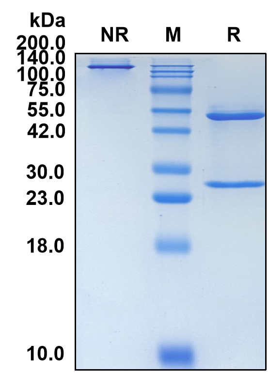 (Eptinezumab)Biosimilar Reference Antibody(CALCA and CALCB)