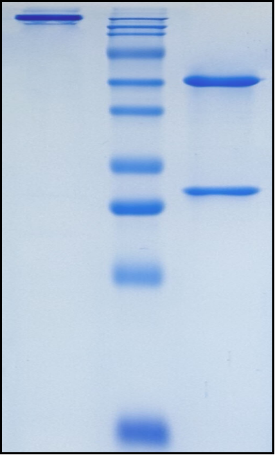 (Erzotabart)Biosimilar Reference Antibody(ADPRC1/CD38)
