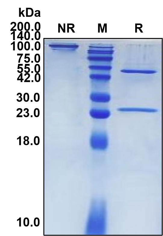 (Etigilimab)Biosimilar Reference Antibody(TIGIT/WUCAM/VSTM3)