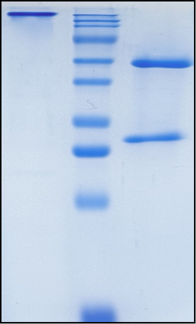 (Etokimab)Biosimilar Reference Antibody(IL13)